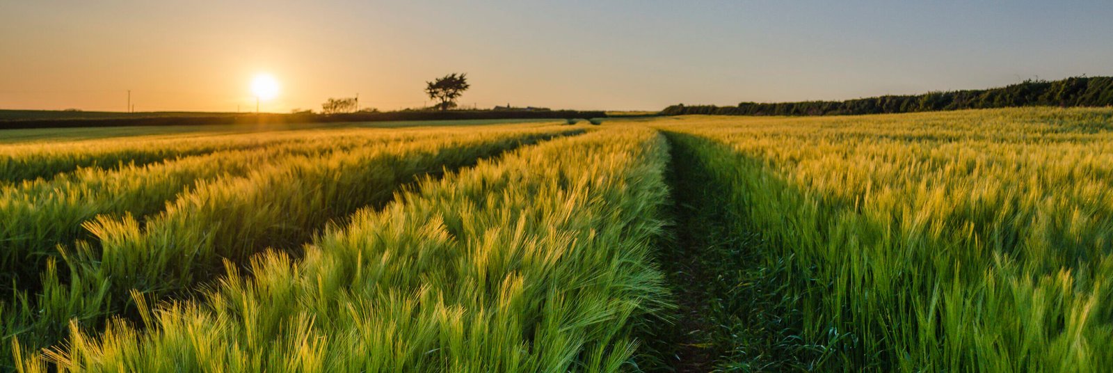 slapton,england,rural landscape with view across fields of crops near slapton, devon at sunset.