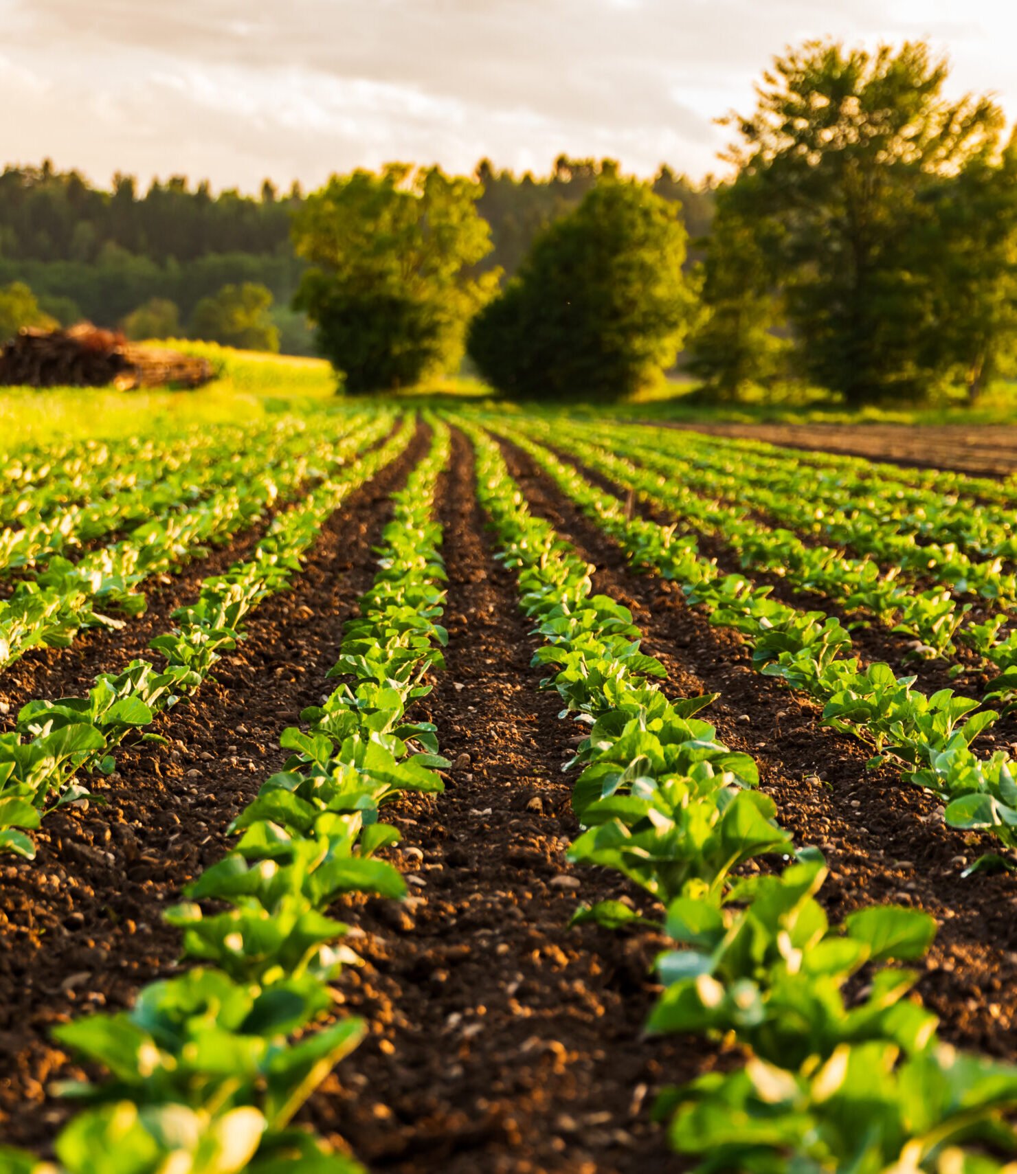 young cabbage sprouts on the field in rows.